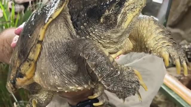 Snapping turtles sure got named correctly