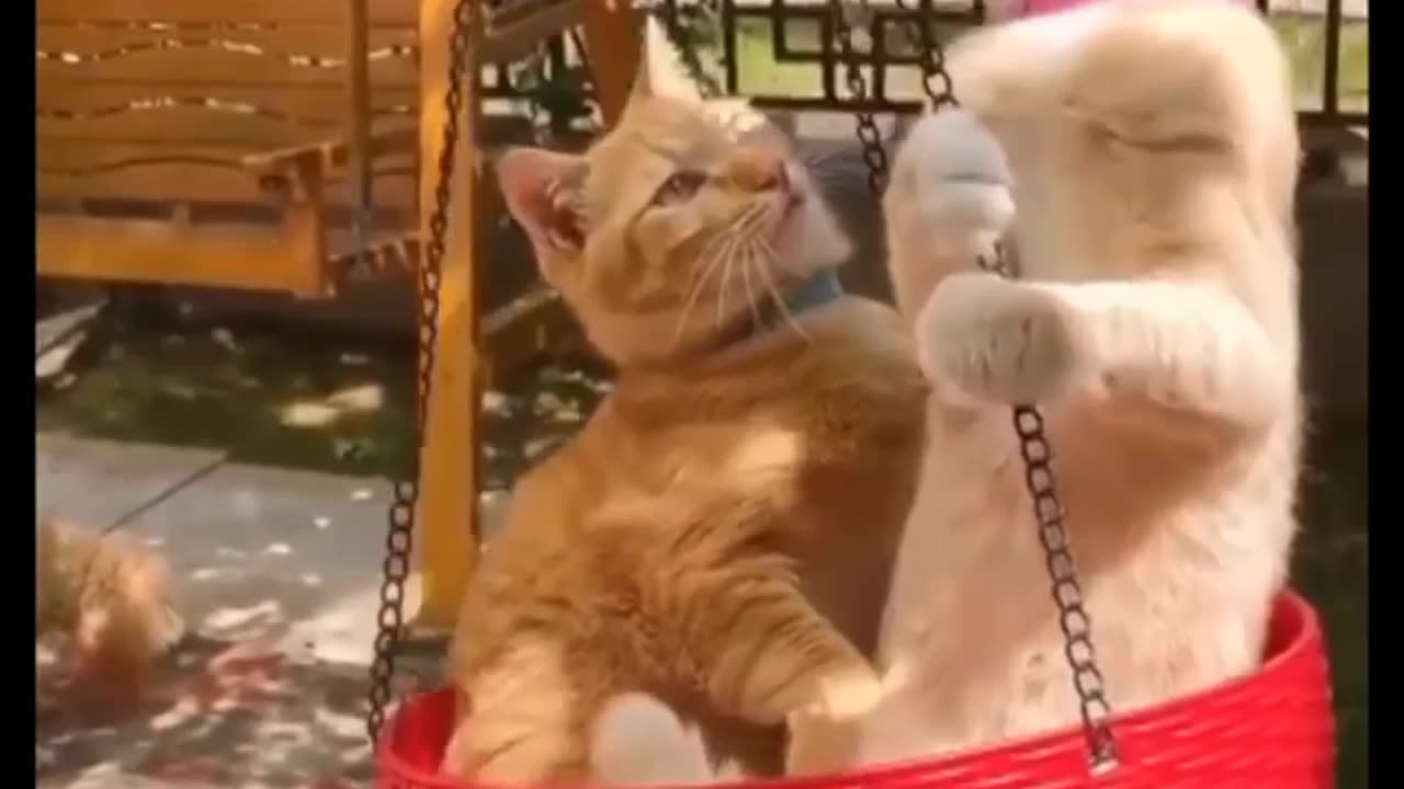 Cut cat funny video 😄😄😄 funny cat video