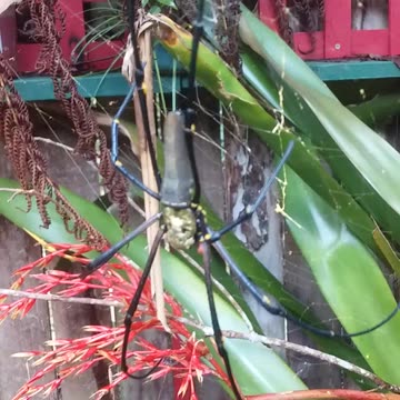 11.5.2024 Random Kuranda - Golden Orb