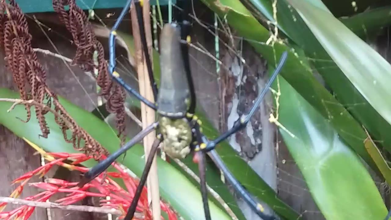 11.5.2024 Random Kuranda - Golden Orb