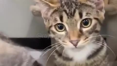 funny cats