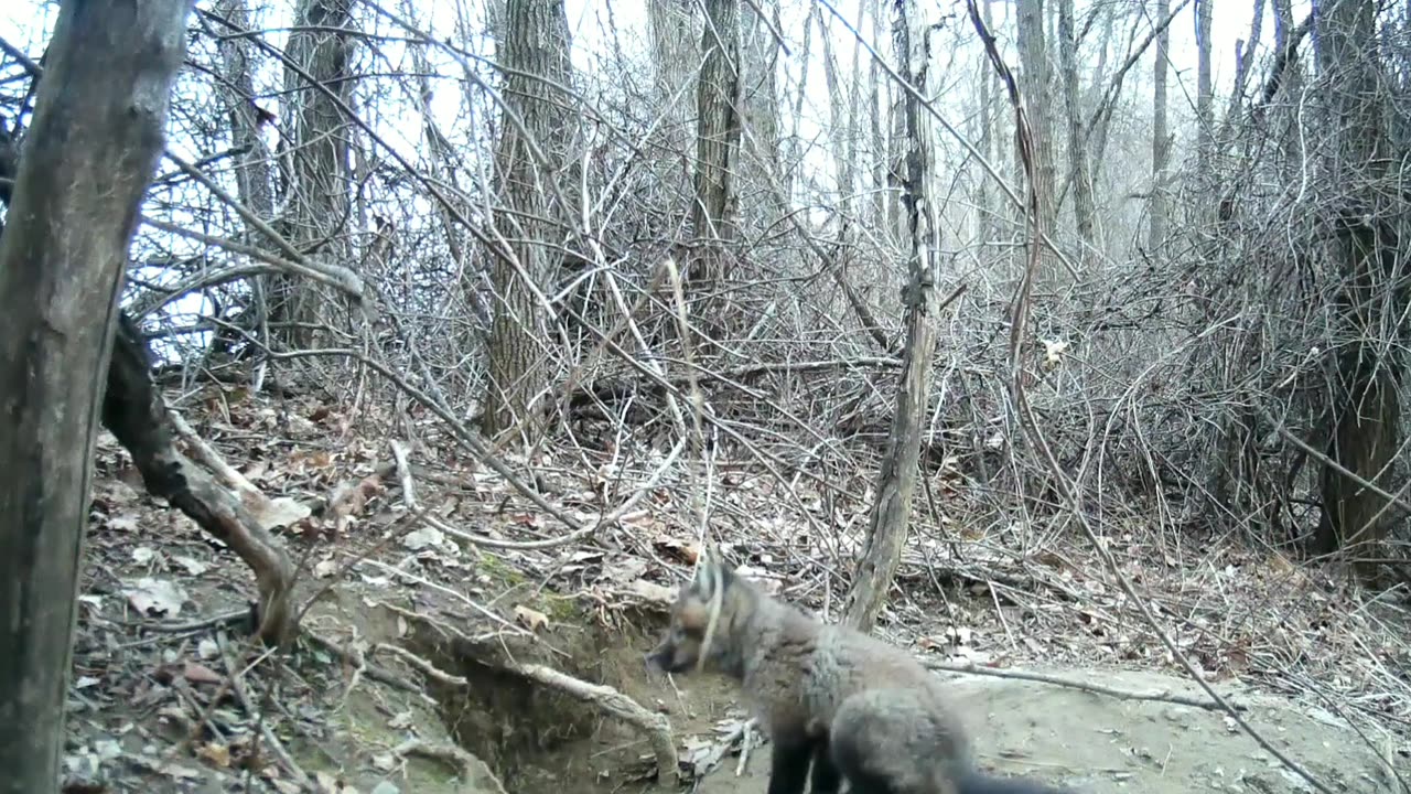 Kit Foxes