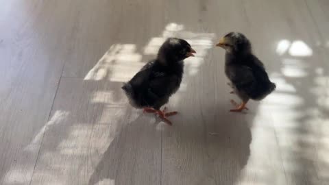 first meeting of a dog with chicks