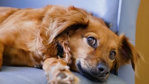 A nice dog tired of a long day.