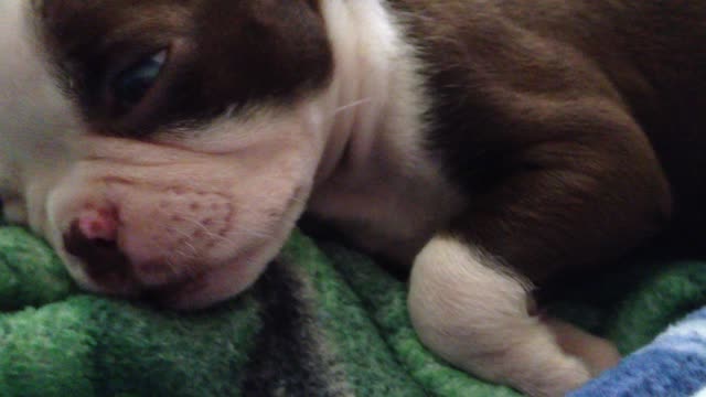 Precious puppy sleeps with his eye's open