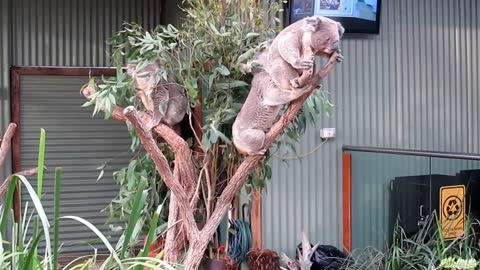 Koala Aggression