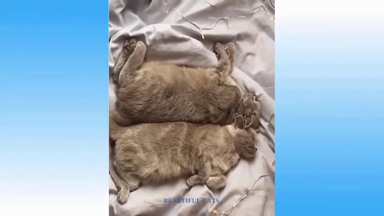 Funny Cats, tha Best Video 2022