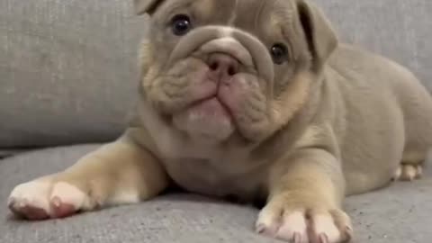 Cute Bully Dog Puppy 🐕 🐶