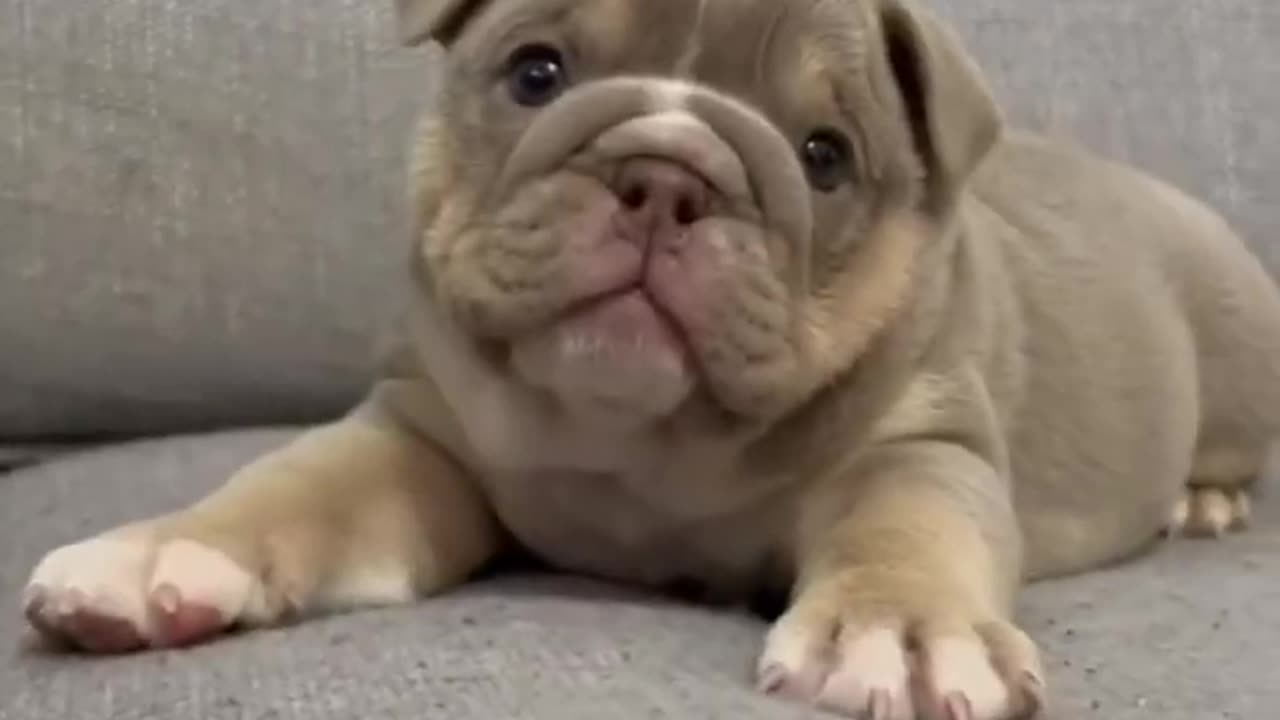 Cute Bully Dog Puppy 🐕 🐶