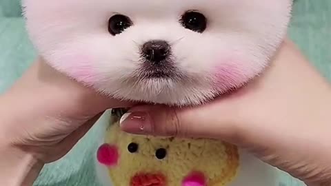 Do you like such a cute pet