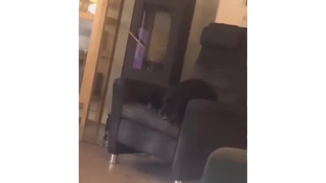Something wrong with the dog ?