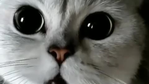 Cats cute