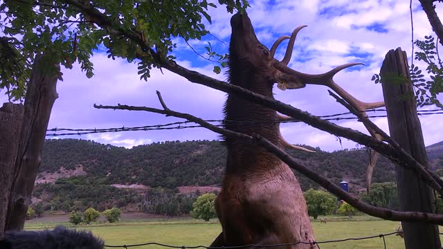 Elk Gets Close To Wildlife Photographer