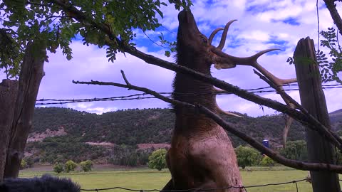 Elk Gets Close To Wildlife Photographer