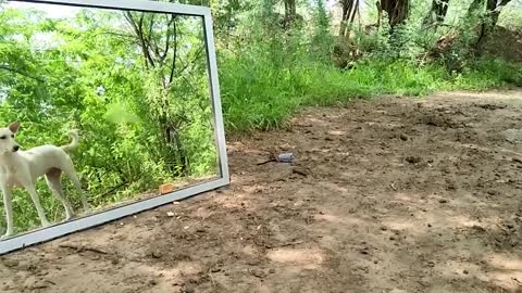 Animals Seeing Themselves For The First Time!
