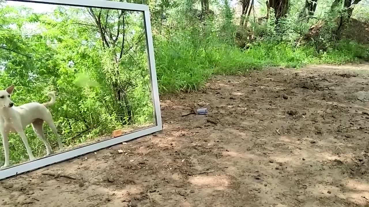Animals Seeing Themselves For The First Time!
