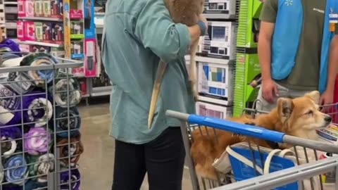 Woman Brings Her Pet Kangaroo to Walmart