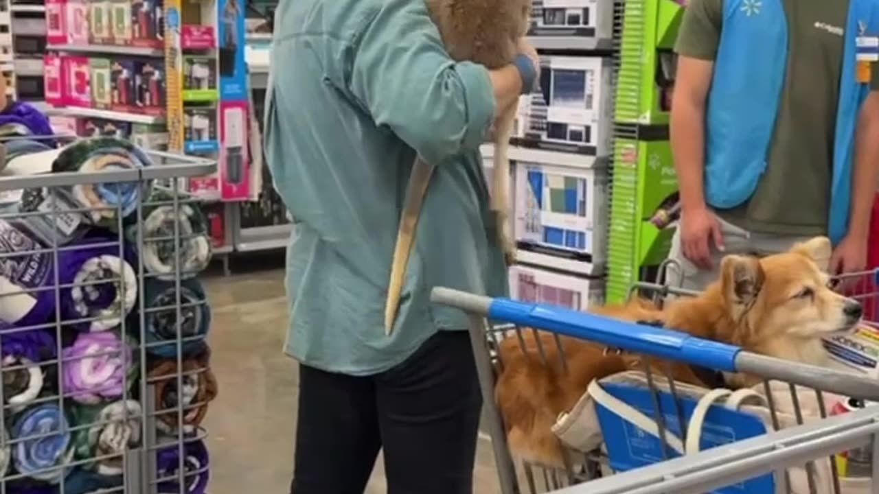 Woman Brings Her Pet Kangaroo to Walmart