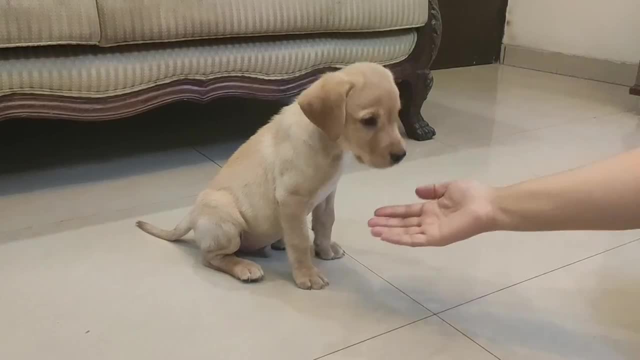 Labrador puppy training.