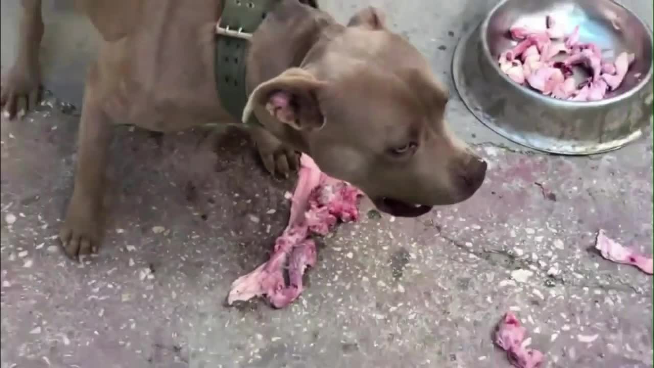 Bully Dog when fight and then Eating meat