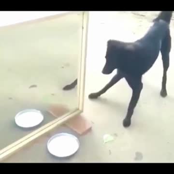 Don't be scared doggo!