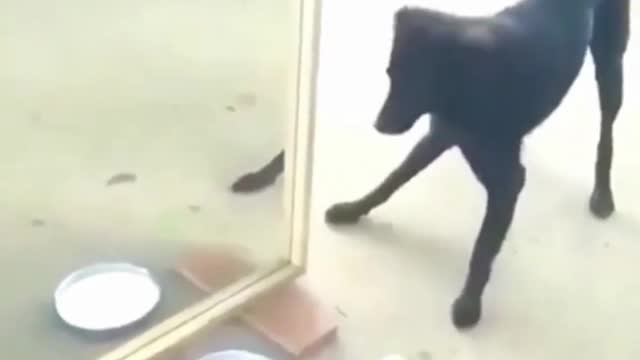 Don't be scared doggo!