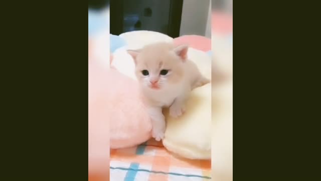 Baby Cats - Cute and Funny Cat Videos Compilation 1080p