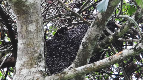 Leuser Aceh Forest, The most beautiful place on Earth