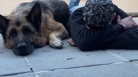 Owner Covering Eyes Synchronizes Movement with Dog