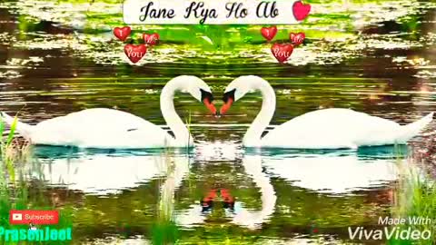 Amazing Love Swan Nature Video By Prasenjeet Meshram