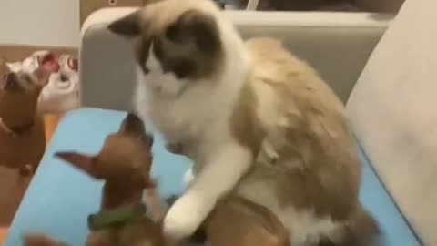 Cat Wrestles Irritating Dog to The Ground for Jumping on Him
