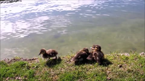 Four Ducklings