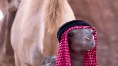 Meet the Adorable Baby Camel: A Small Wonder Full of Cuteness!