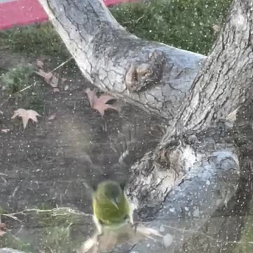 So cute green bird