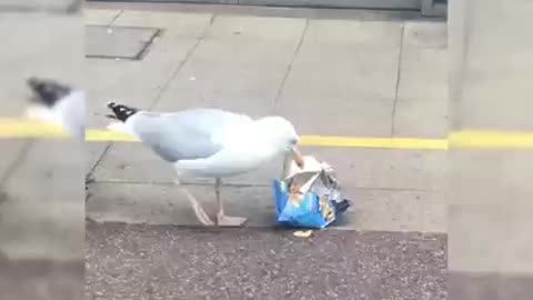 Seagull steals bag of crisps from supermarket