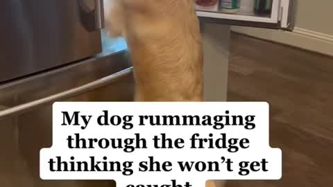 My dog rummaging through the fridge thinking she won't get caught