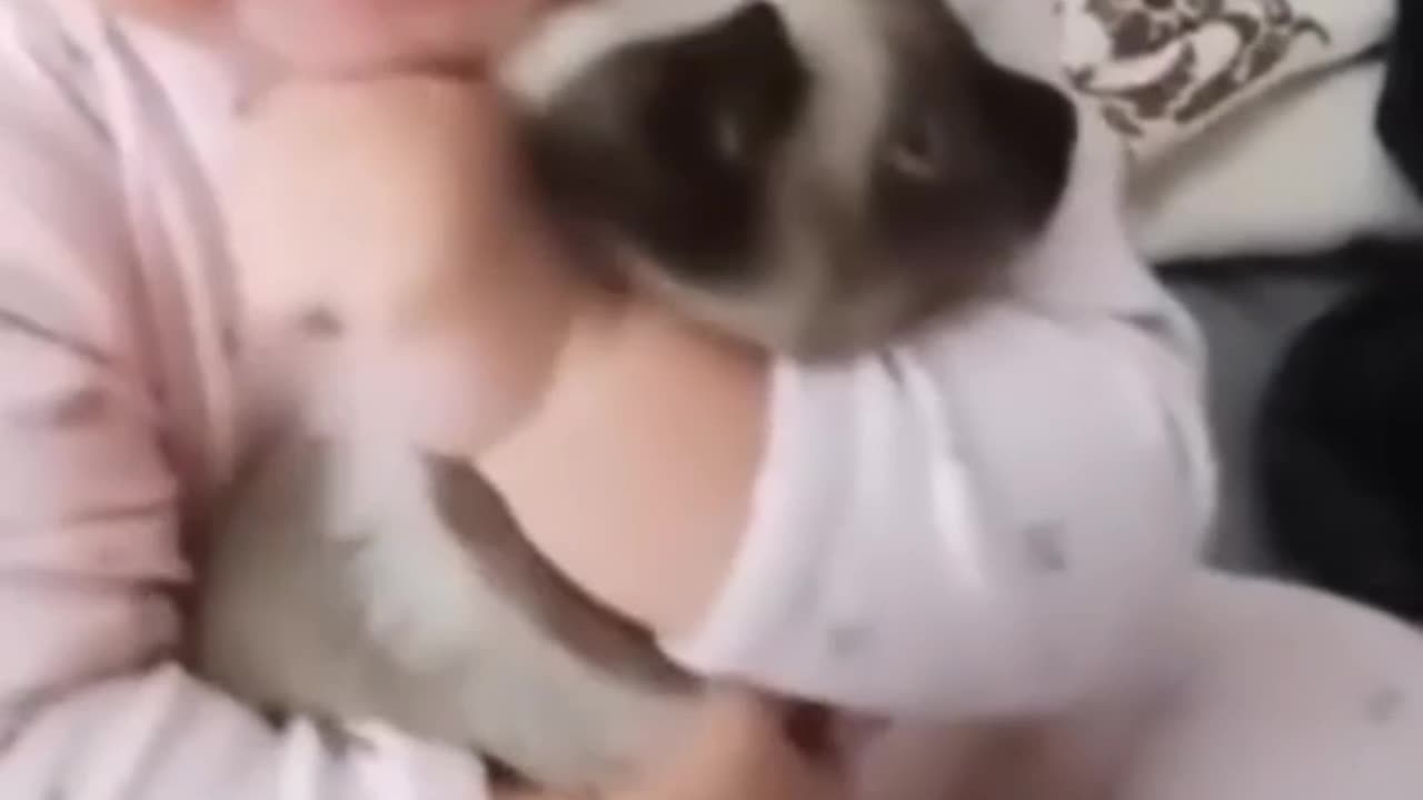 Very funny video cats dogs and baby