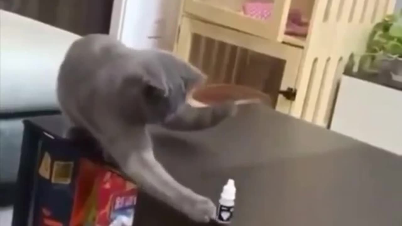 Seeing something on the table bothers them 😂 ! FUNNY CAT VIDEO