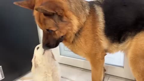 German Shepherd Loves Golden Retriever Puppy [Cutest Video Ever]