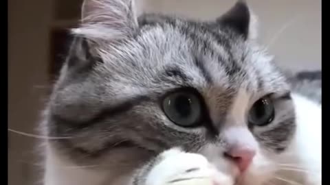 Funny Cat Videos 2023