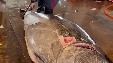 fish