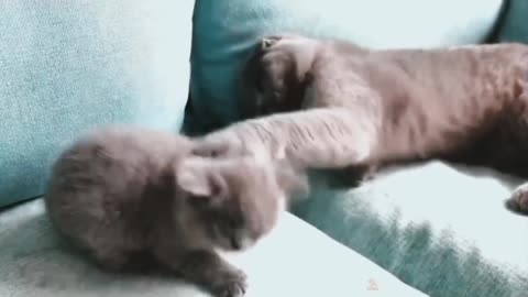 Cute Cat Compilation