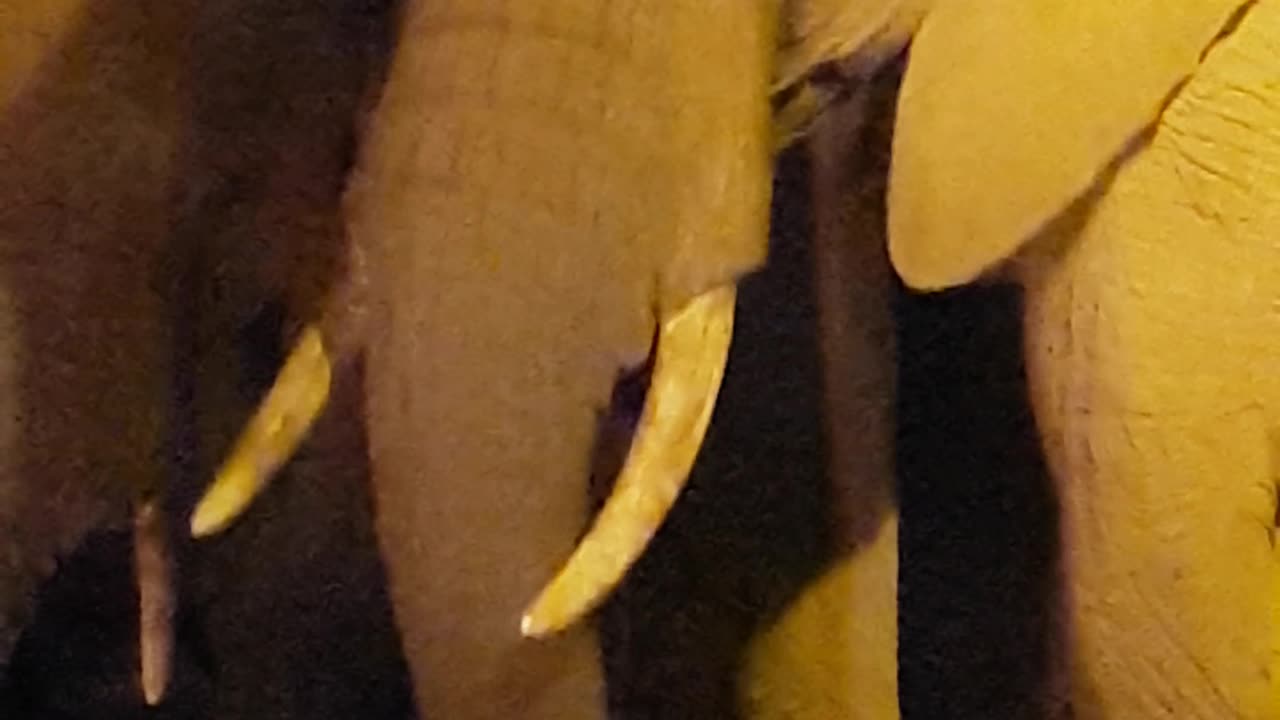 The Majestic Giants of Africa: Dominant Male African Elephants Unveiled"