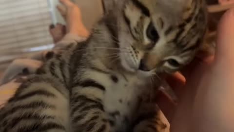 Cutie kitten