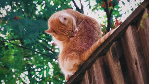 😺🐈‍⬛Funny Cat Videos| outdoor cat video! | cutest cat 🐱✨