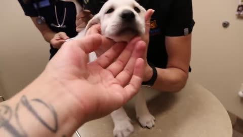 PUPPIES GO TO THE VET FOR THEIR FIRST CHECK UP!