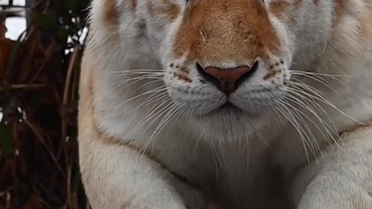 Wel, HELLO, Tigger Tiger! Did anyone else, besides the animals at the refuge,