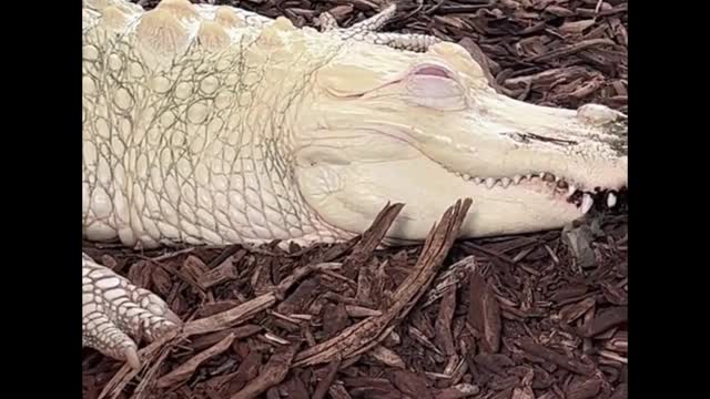 Have you ever seen a white crocodile?