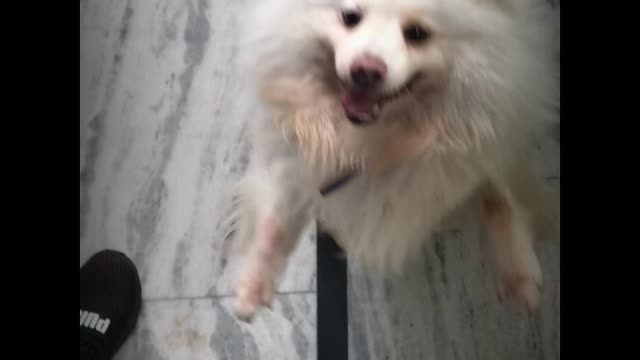 Cutest Happy Dog Meets His Owner After Long Time.