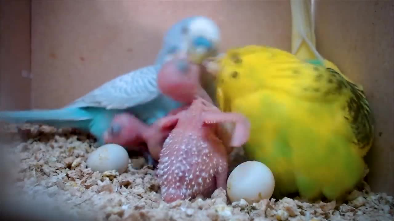 BUDGIE GROWTH STAGES | First 44 Days of Babies Timelapse